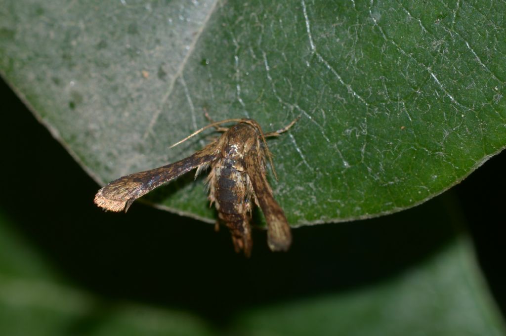 Microsphecia tineiformis ?